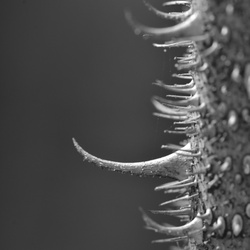 Berlin/Botanischer Garten/DSC_1130.JPG